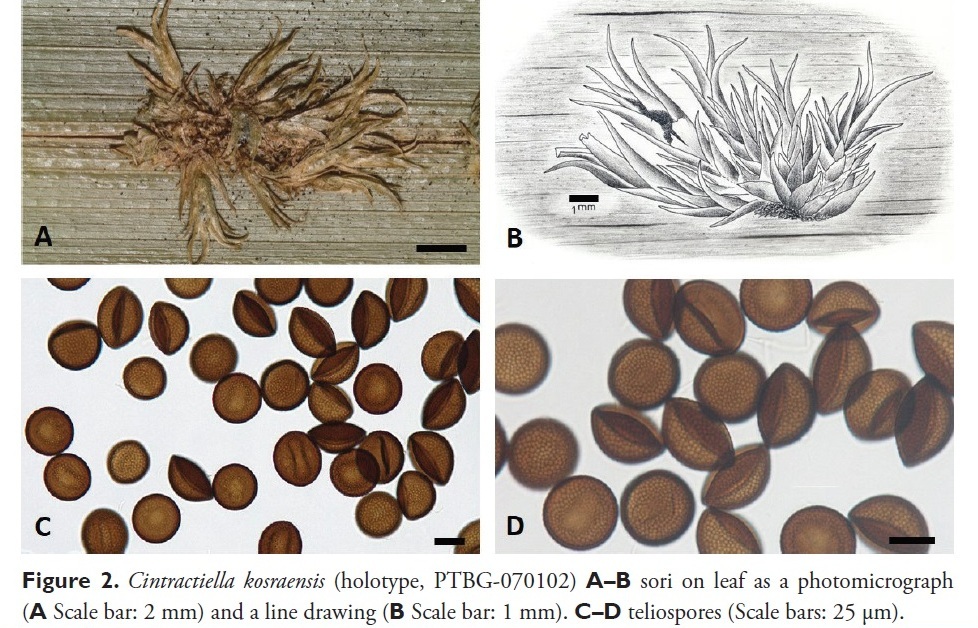 Представитель Семейства Cintractiellaceae